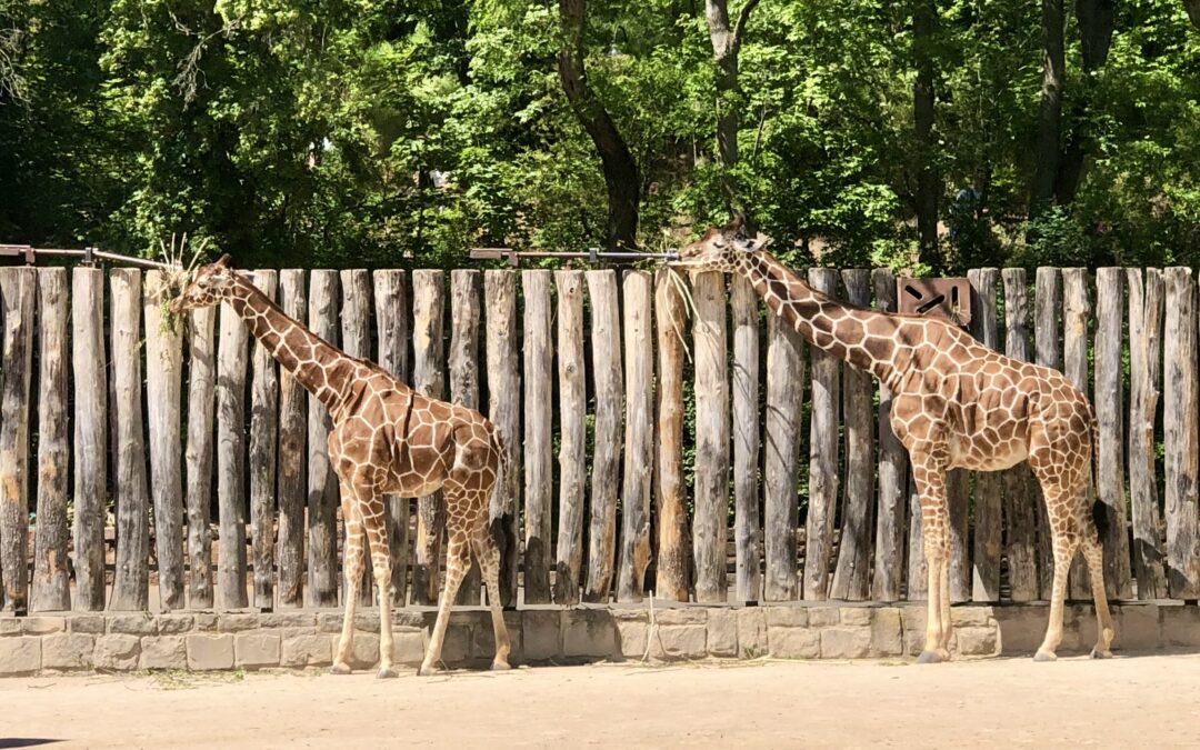 Thüringer Zoopark Erfurt