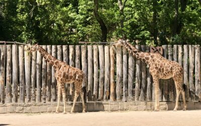 Thüringer Zoopark Erfurt